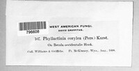 Phyllactinia guttata image